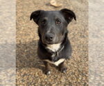 Small #4 Australian Shepherd-Irish Wolfhound Mix