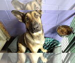 Small #35 German Shepherd Dog