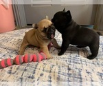 Small Photo #6 French Bulldog Puppy For Sale in EMORY, TX, USA