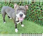 Small #1 American Pit Bull Terrier