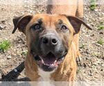 Small #4 Black Mouth Cur Mix
