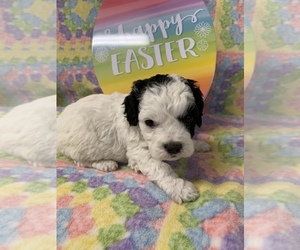 Cavalier King Charles Spaniel-Cavapoo Mix Puppy for sale in FREDERICKTOWN, MO, USA
