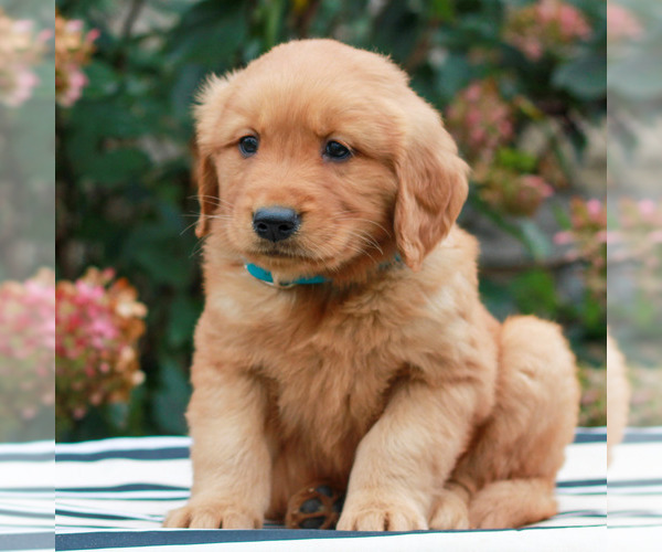 Medium Photo #2 Golden Retriever Puppy For Sale in LITITZ, PA, USA