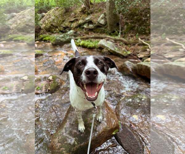 Medium Photo #3 American Staffordshire Terrier-Pointer Mix Puppy For Sale in Arlington, VA, USA