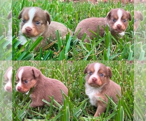 Miniature Australian Shepherd Puppy for sale in BROOKER, FL, USA