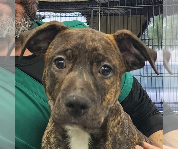 Medium Photo #1 Mutt Puppy For Sale in Royal Palm Beach, FL, USA
