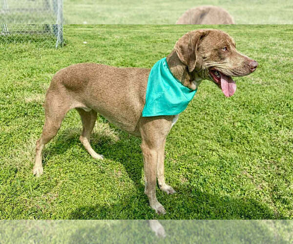 Medium Photo #4 Mutt Puppy For Sale in Abbeville, LA, USA