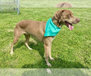 Buddy - Male Mutt Dog for Adoption - Photo #4