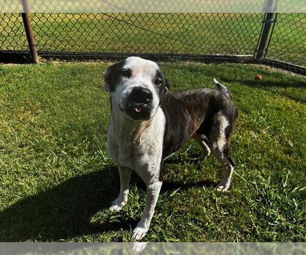 Medium Photo #1 Mutt Puppy For Sale in Grovetown, GA, USA