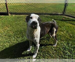 Mutt Dogs for adoption in Grovetown, GA, USA