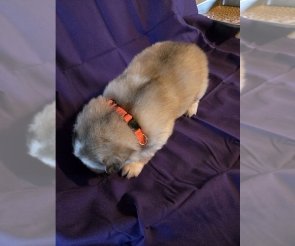 Medium Photo #9 Alaskan Malamute Puppy For Sale in CRIVITZ, WI, USA