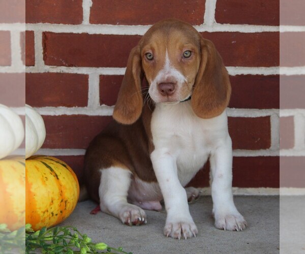 Medium Photo #3 Beagle Puppy For Sale in RICHLAND, PA, USA