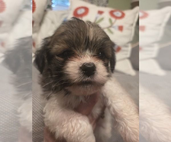 Medium Photo #10 Maltipom Puppy For Sale in HUDSON, MA, USA