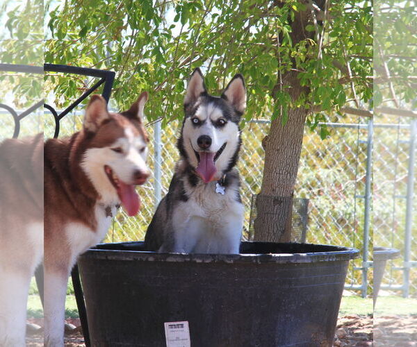 Medium Photo #2 Siberian Husky Puppy For Sale in Randleman , NM, USA