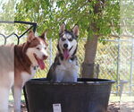 Small #1 Siberian Husky