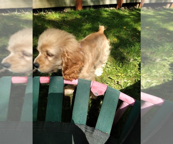 Medium Photo #1 Cocker Spaniel Puppy For Sale in PAINESVILLE, OH, USA