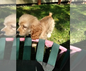 Cocker Spaniel Puppy for sale in PAINESVILLE, OH, USA