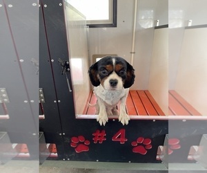 Father of the Cavalier King Charles Spaniel puppies born on 05/17/2025