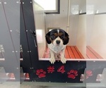 Small Photo #1 Cavalier King Charles Spaniel Puppy For Sale in MOUNT PLEASANT, MI, USA