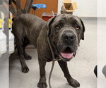 Small #1 Mutt
