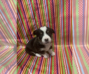 Pembroke Welsh Corgi Puppy for sale in COMANCHE, TX, USA