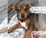 Small Photo #7 Dachshund-Unknown Mix Puppy For Sale in Corona, CA, USA