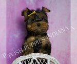 Small #5 Yorkshire Terrier