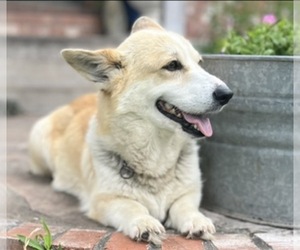 Mother of the Pembroke Welsh Corgi puppies born on 01/11/2026