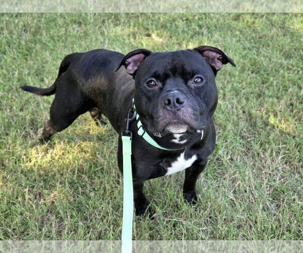 Medium Photo #2 American Bulldog-Unknown Mix Puppy For Sale in Millersville, MD, USA