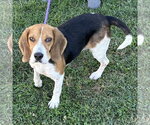 Small Photo #2 Beagle Puppy For Sale in Batavia, OH, USA