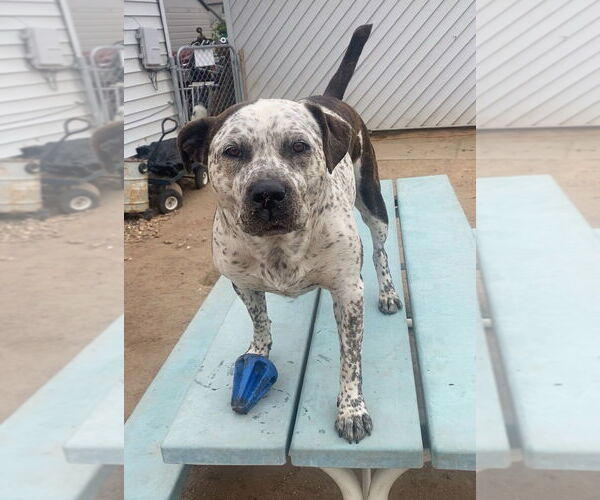 Medium Photo #6 Mastiff-Unknown Mix Puppy For Sale in Fort Collins, CO, USA
