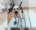 Small #5 Mastiff Mix