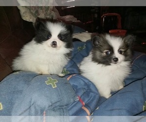 Pomeranian Puppy for sale in SPOTSYLVANIA, VA, USA
