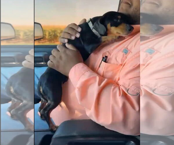 Medium Photo #3 Dachshund-Unknown Mix Puppy For Sale in Grafton, WI, USA