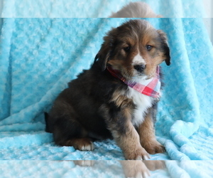 Bearded Collie-Bernese Mountain Dog Mix Puppy for sale in SHILOH, OH, USA