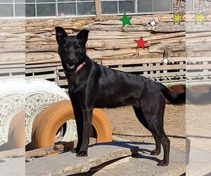 German Shepherd Dog-Unknown Mix Dogs for adoption in Mexia , TX, USA