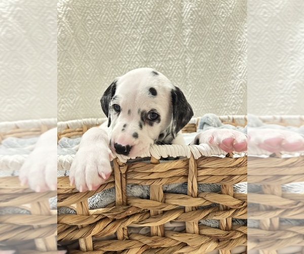 Medium Photo #8 Dalmatian Puppy For Sale in PHOENIX, AZ, USA