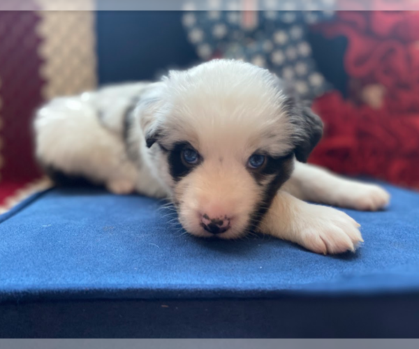 Medium Photo #2 Australian Shepherd Puppy For Sale in SALADO, TX, USA