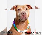 Small #2 Staffordshire Bull Terrier Mix