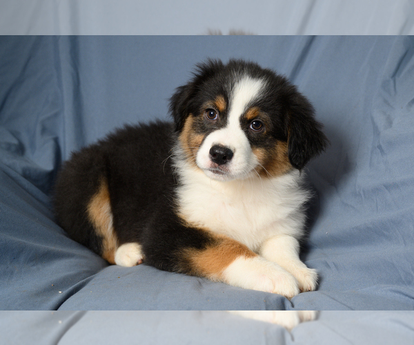 Medium Photo #2 Australian Shepherd Puppy For Sale in ROCKY MOUNT, VA, USA