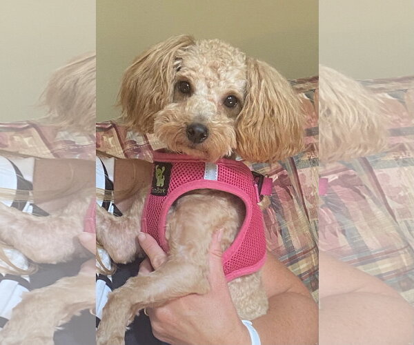 Medium Photo #1 Poodle (Miniature)-Unknown Mix Puppy For Sale in Garner, NC, USA