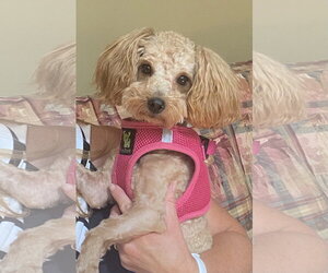 Poodle (Miniature)-Unknown Mix Dogs for adoption in Garner, NC, USA