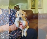 Puppy Taco Golden Retriever