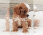 Small #6 Cavapoo