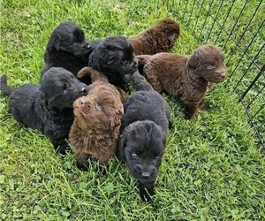 Newfoundland Puppy for Sale in CAMBRIDGE, Nebraska USA