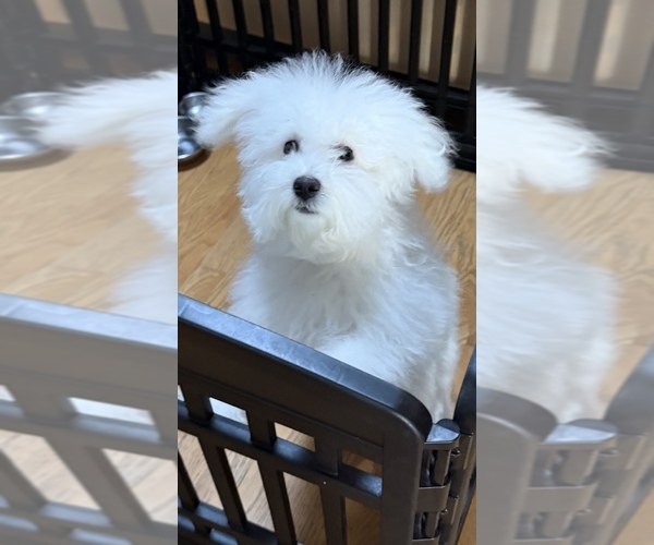 Medium Photo #1 Maltipoo (Miniature) Puppy For Sale in ROMEOVILLE, IL, USA