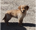Small Photo #6 Golden Retriever Puppy For Sale in FORT MORGAN, CO, USA