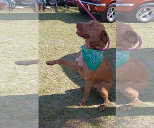 Tucker - Male Labrador Retriever-Unknown Mix Dog for Adoption - Photo #6