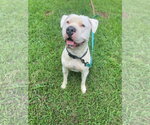 Small #3 American Bulldog