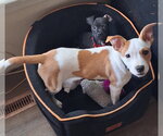 Small #1 Mutt
